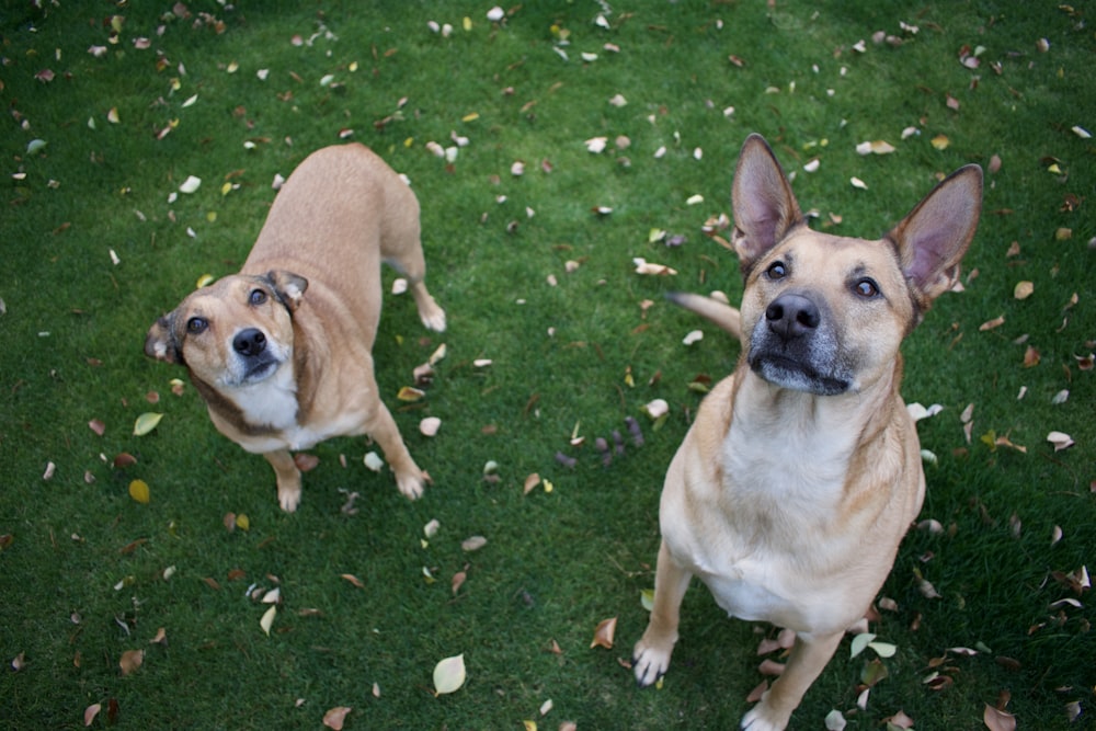 Dos perros marrones parados sobre la hierba verde