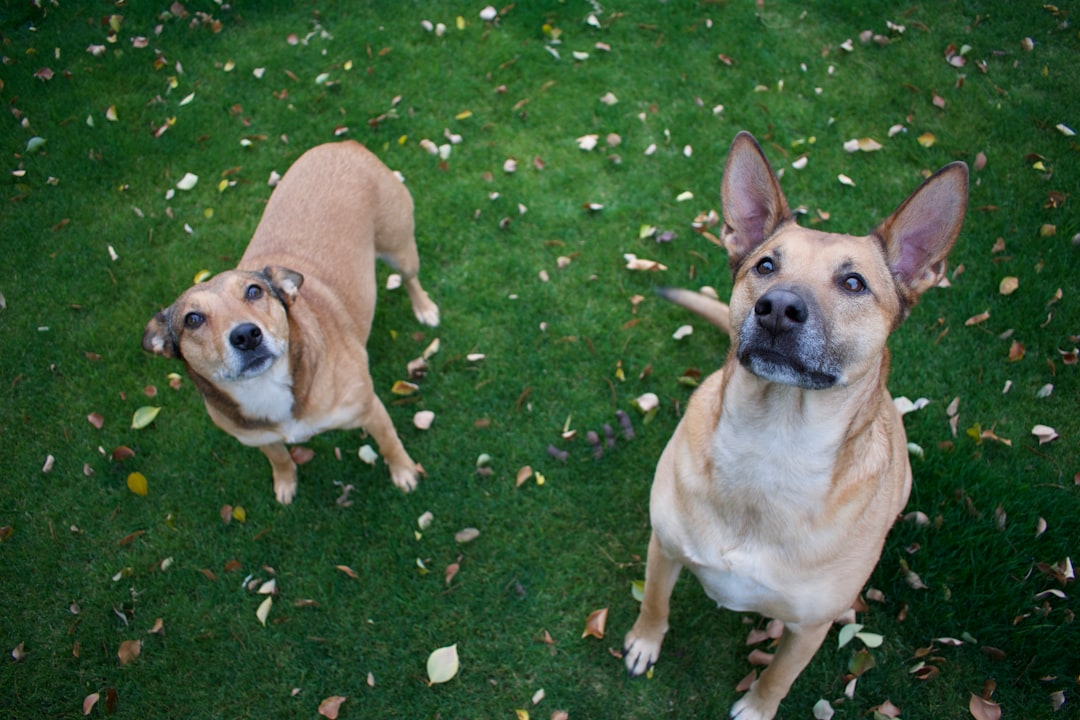 two brown dog standing on green grass