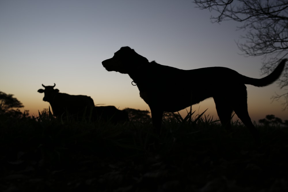 silhouette photo of dog and cow