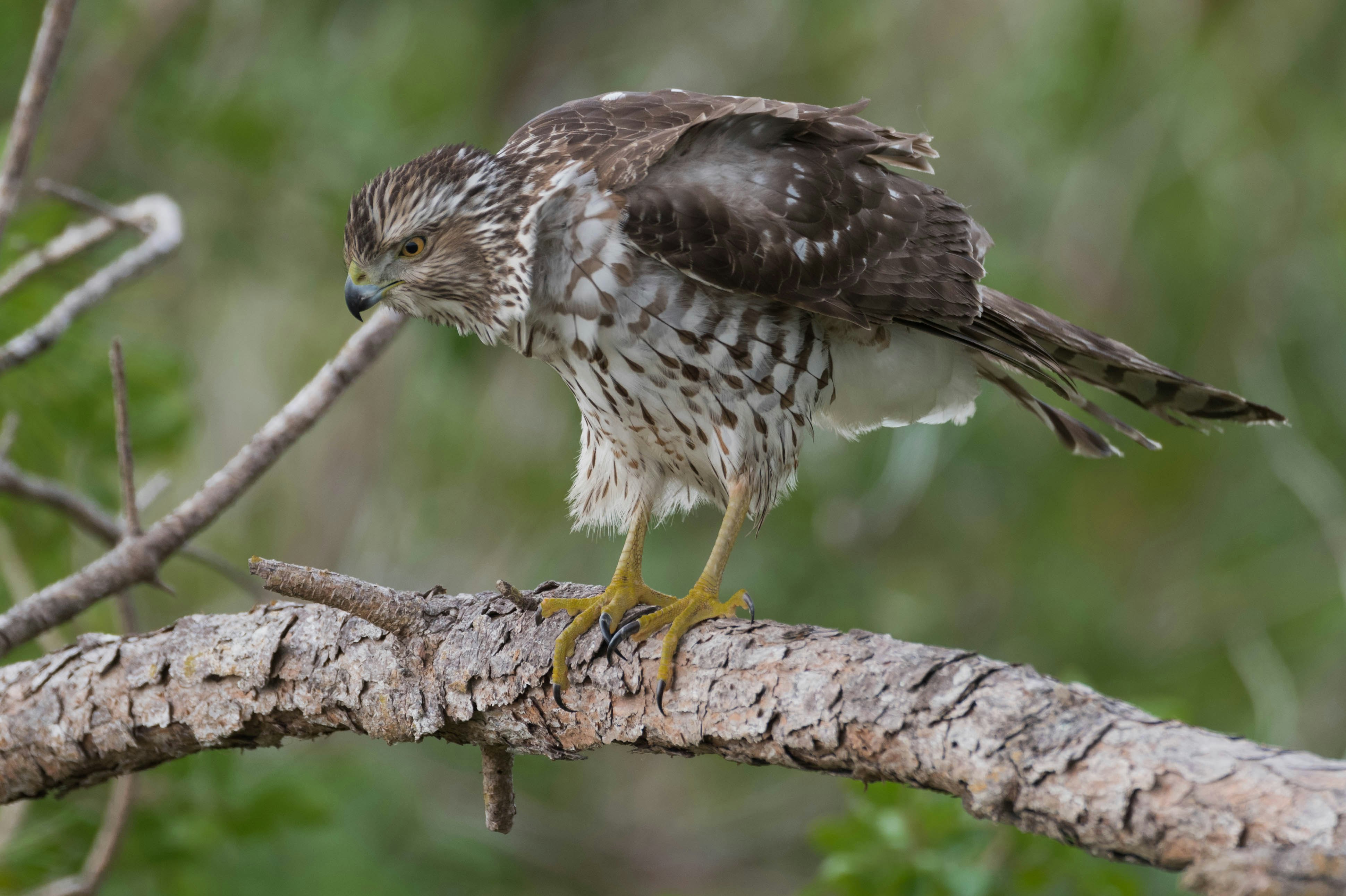 black and white eagle perch on brown branch