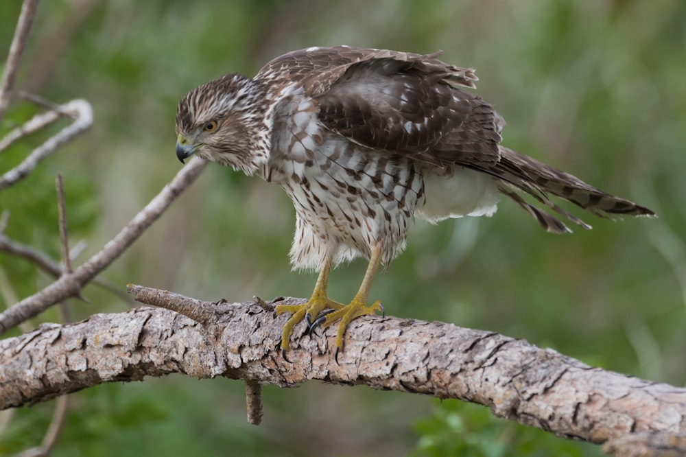 black and white eagle perch on brown branch