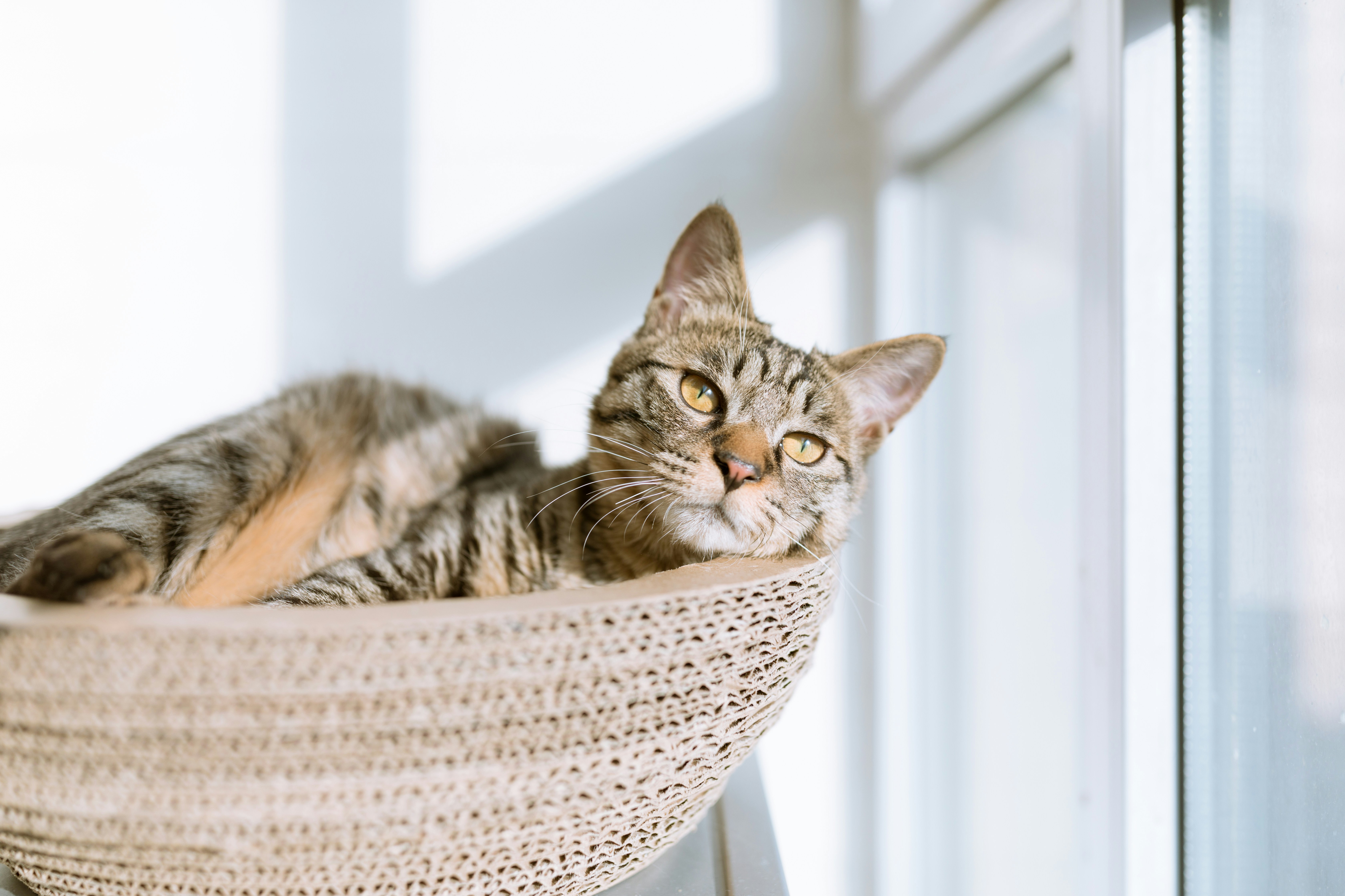 Why Does My Cat Bring Me Dead Animals?