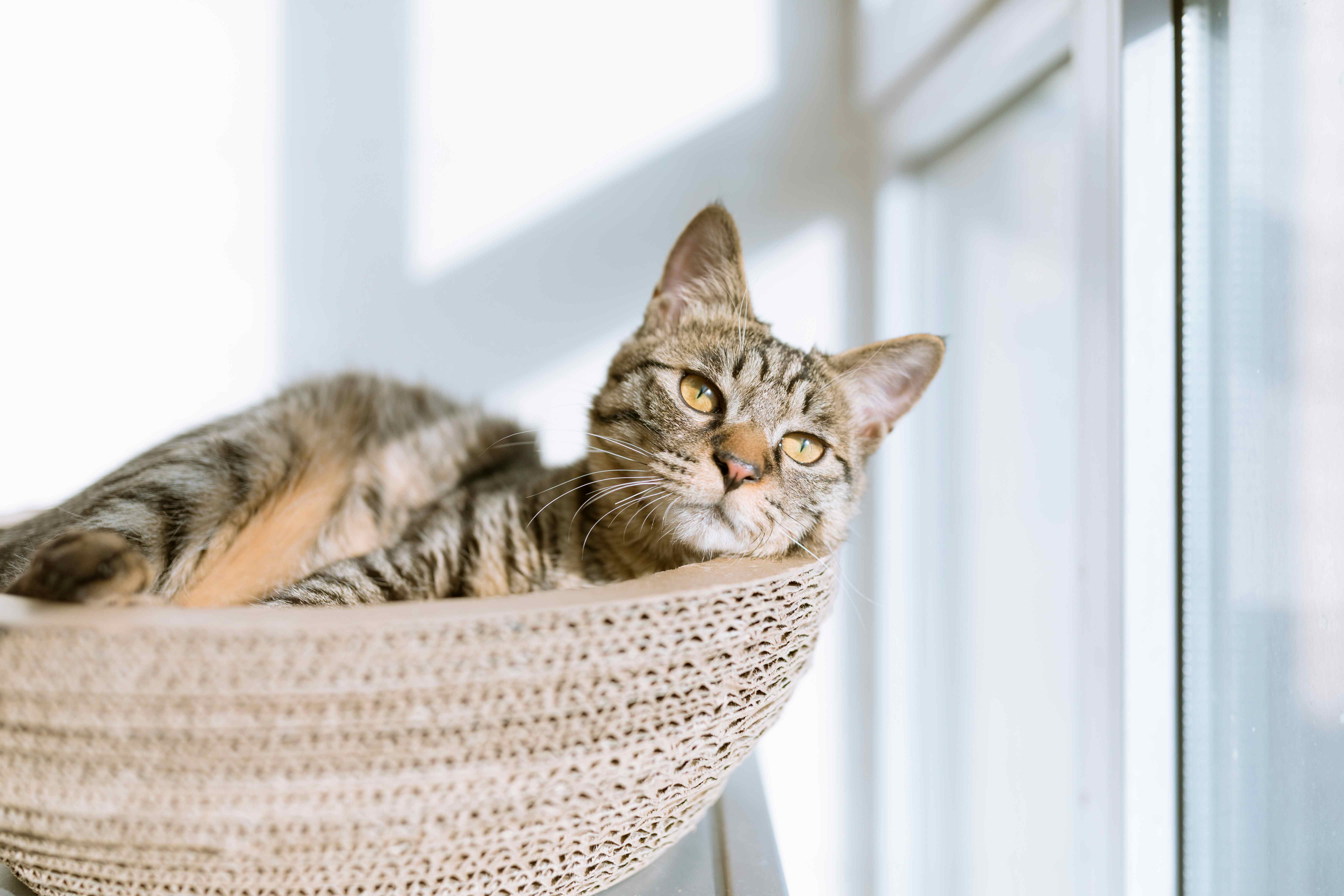 Short-haired tabby cat