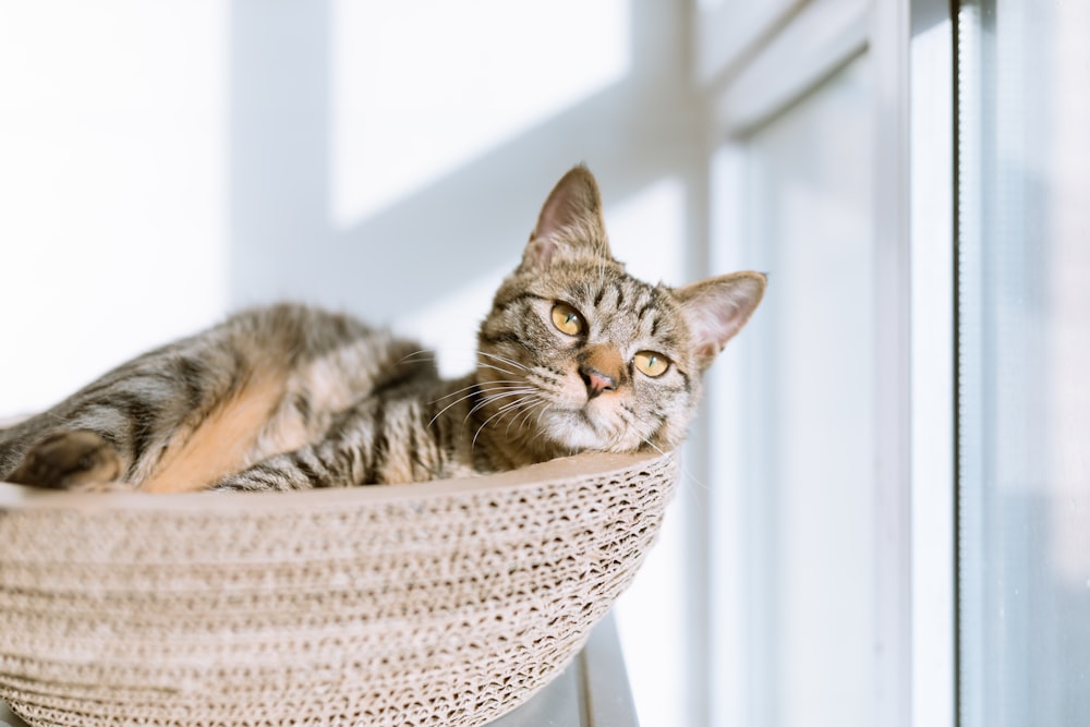 透明なガラス窓の横の灰色の枕に銀のぶち猫