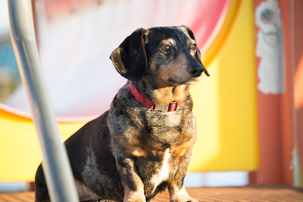 short-coated gray dog