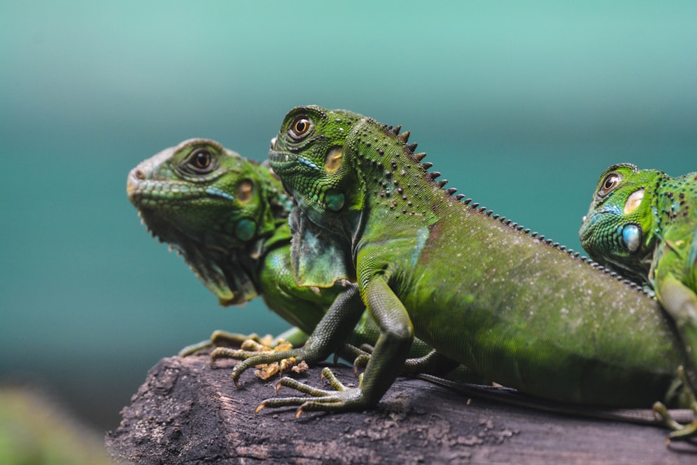 three green bearded dragons