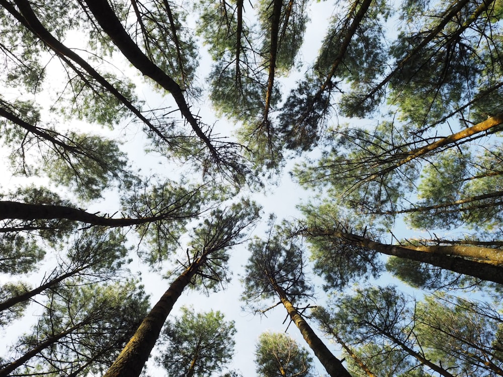 Fotografia Worm's-Eye View da Floresta