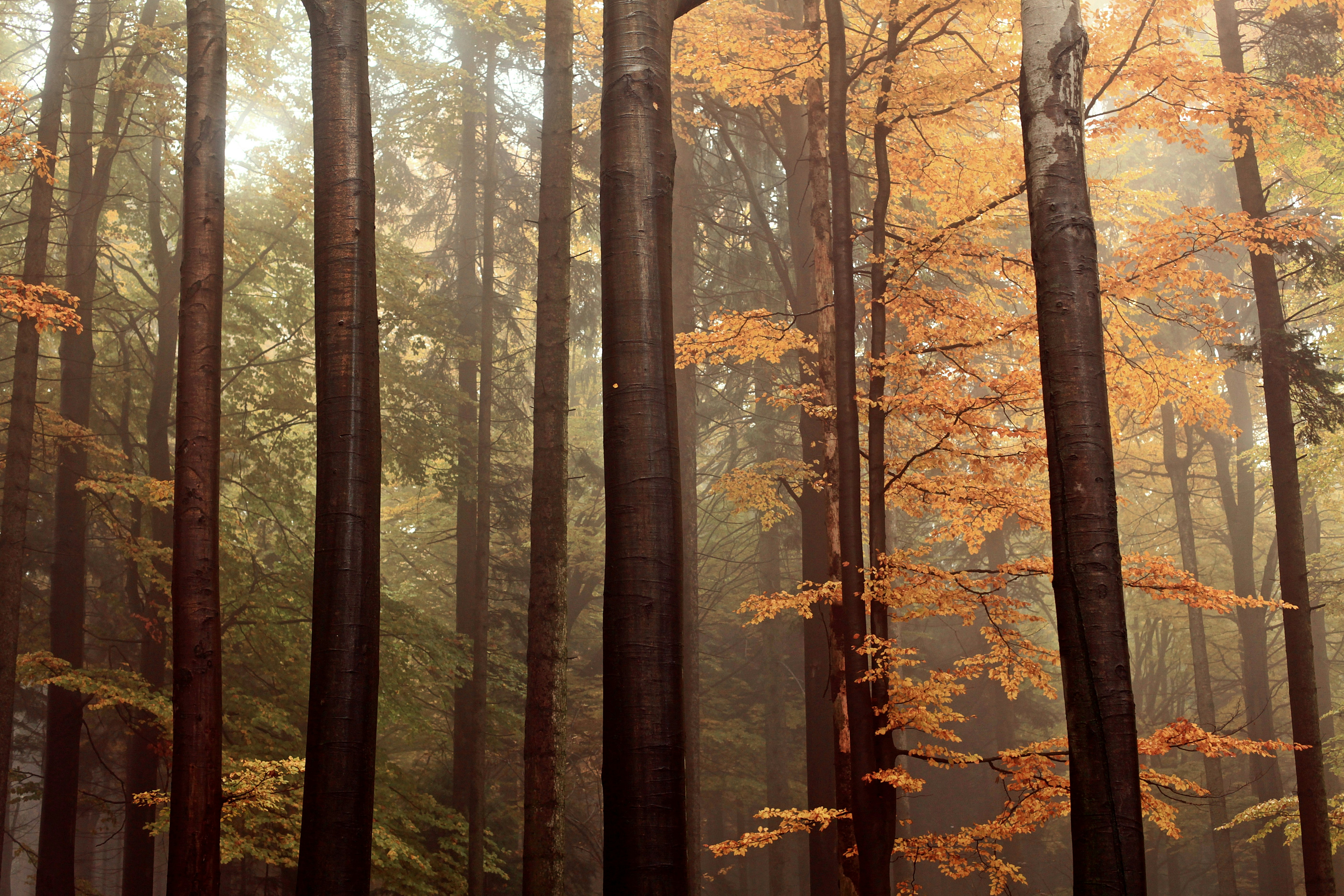 brown leafed trees digital wallpaper