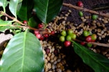 A branch with green leaves and clusters of red and green coffee cherries lies on a surface covered with dried coffee beans. The vibrant colors of the cherries stand out against the leafy background, suggesting different stages of ripeness.