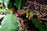 A branch with green leaves and clusters of red and green coffee cherries lies on a surface covered with dried coffee beans. The vibrant colors of the cherries stand out against the leafy background, suggesting different stages of ripeness.