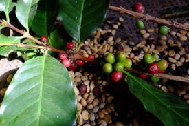 A branch with green leaves and clusters of red and green coffee cherries lies on a surface covered with dried coffee beans. The vibrant colors of the cherries stand out against the leafy background, suggesting different stages of ripeness.
