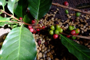 Cameroonian Coffee