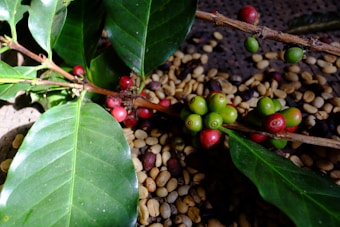 A branch with green leaves and clusters of red and green coffee cherries lies on a surface covered with dried coffee beans. The vibrant colors of the cherries stand out against the leafy background, suggesting different stages of ripeness.