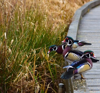 three assorted-color duck beside green grass at daytime