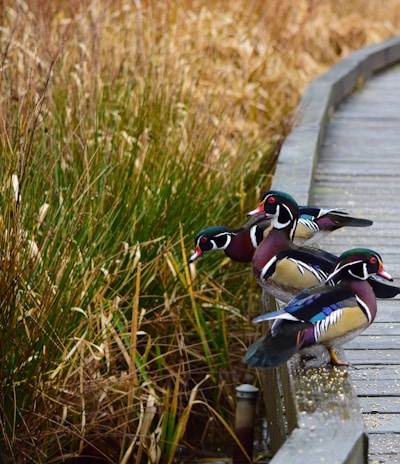 three assorted-color duck beside green grass at daytime