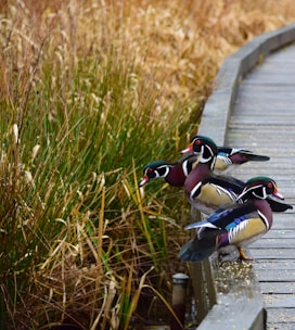 three assorted-color duck beside green grass at daytime