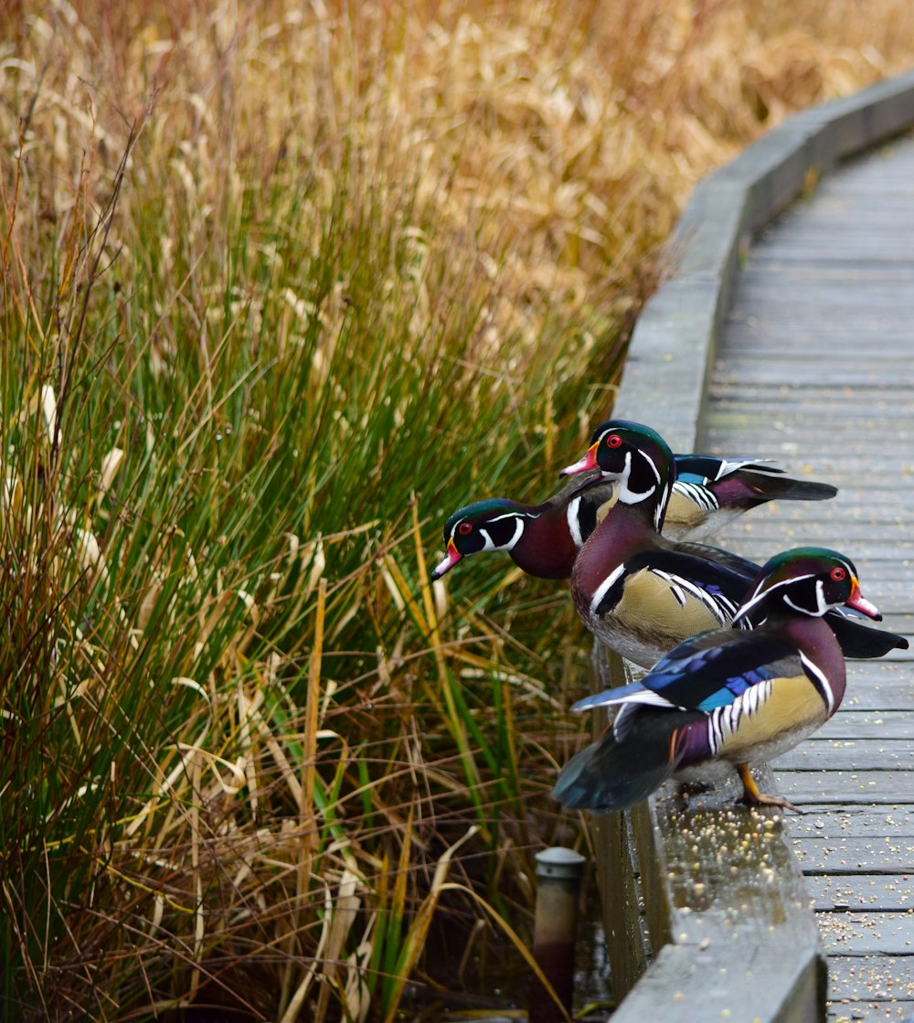 昼間の緑の芝生のそばに3羽の色とりどりの鴨