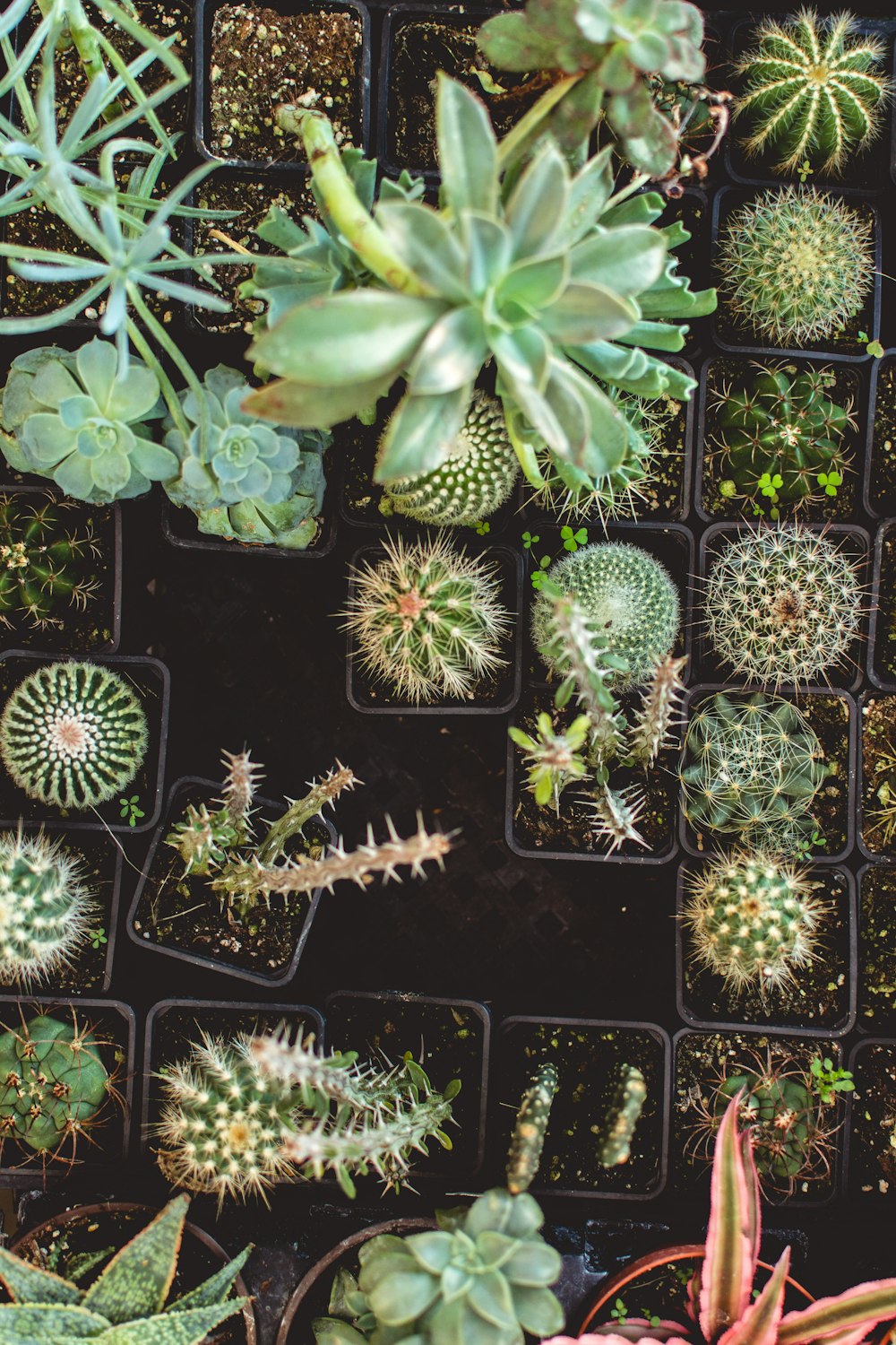 lot de plantes de cactus