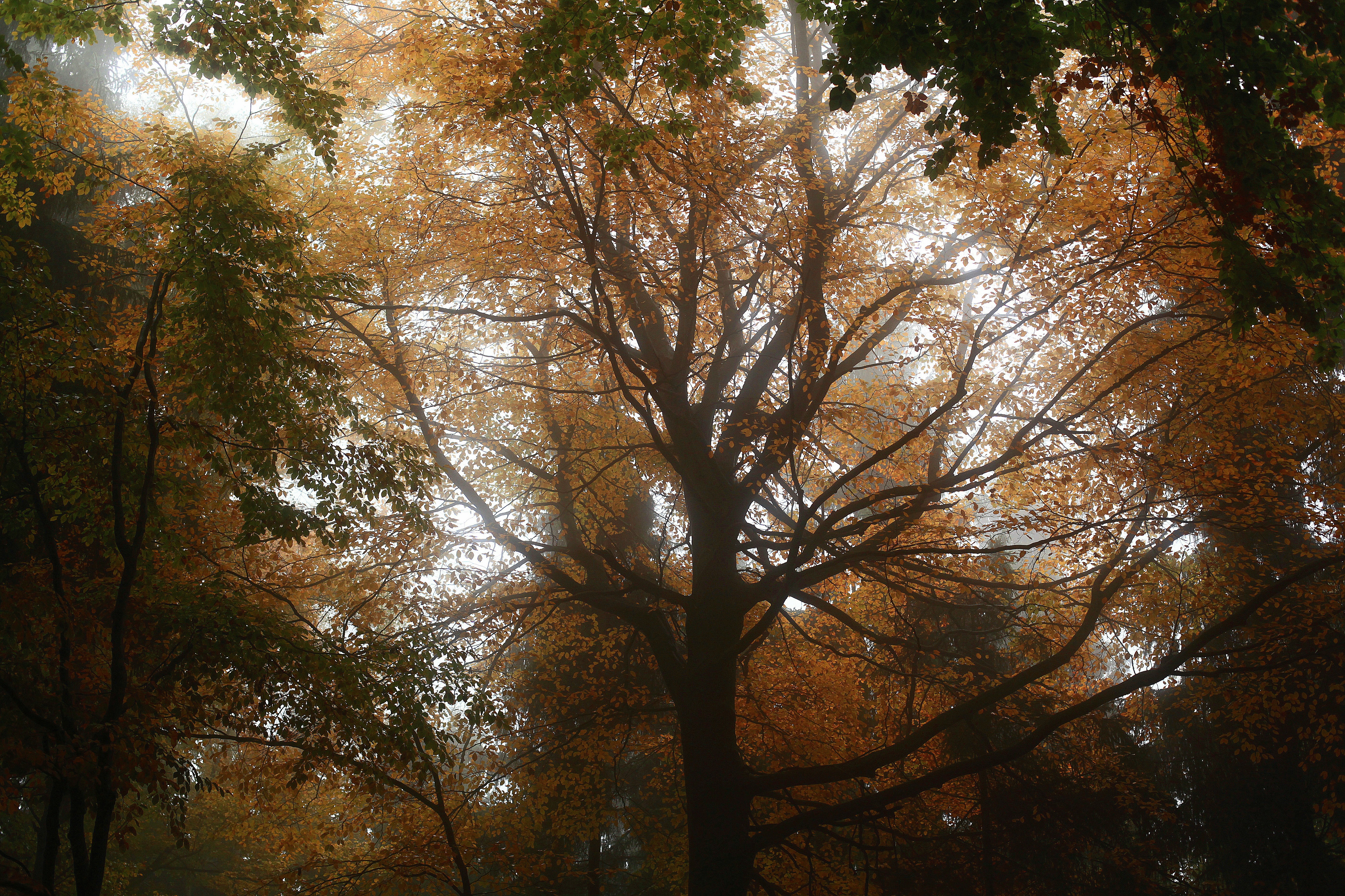 Autumn Forest Pictures Download Free Images On Unsplash