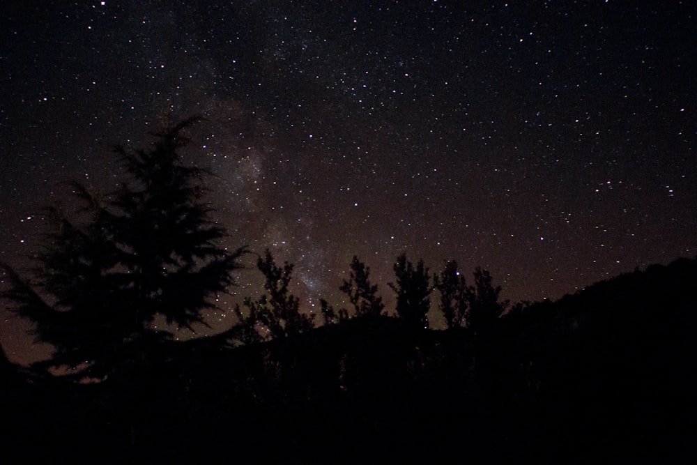 Fotografía de siluetas de pinos durante la noche