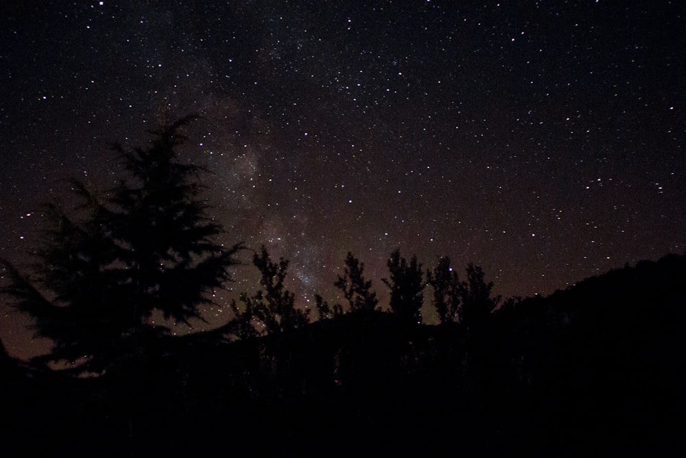 silhouette photography of pine trees during night time