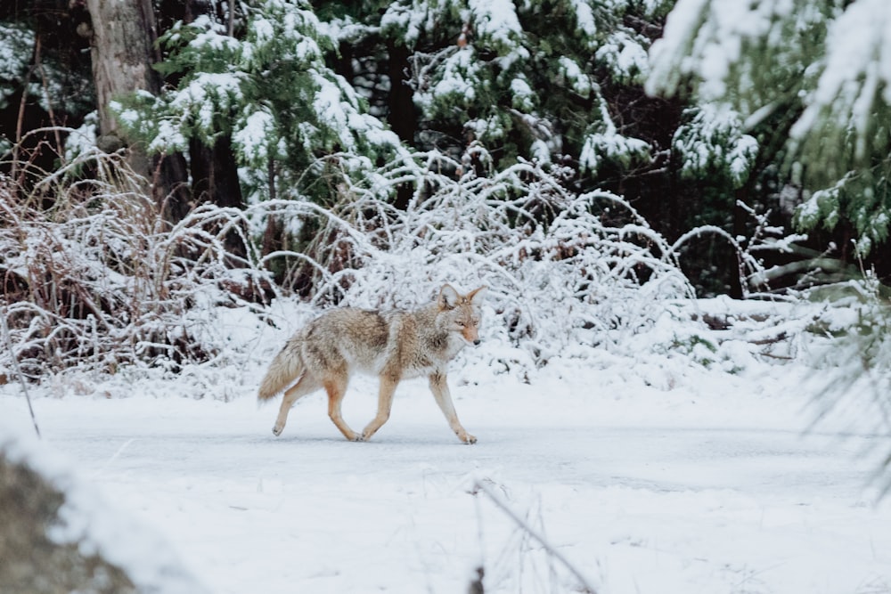 gray wolf walking on snow