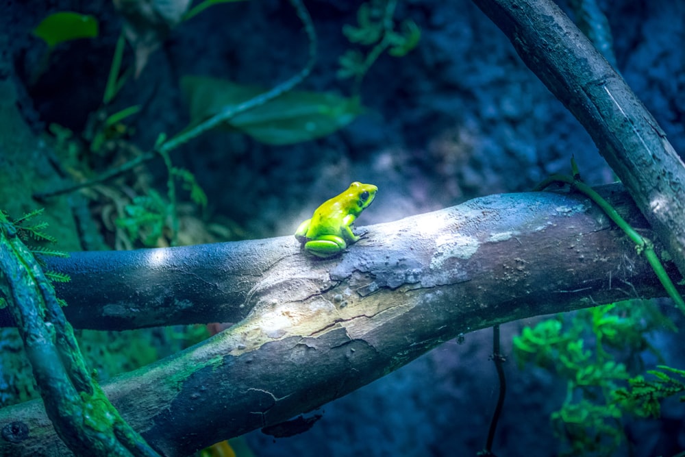 closeup photo of green frog