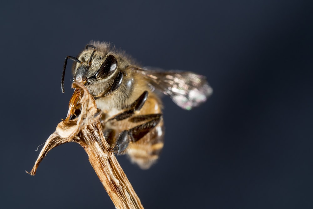 brown bee