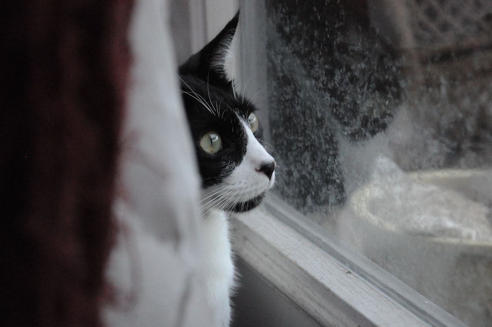 chat assis près d’une fenêtre en verre