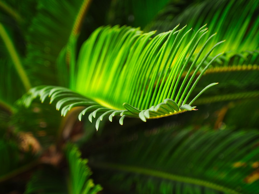 green and yellow leaf