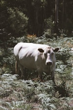 A white cow stands amidst a dense patch of ferns in a wooded area. The surrounding environment is lush and green, with tall trees visible in the background, casting shadows on the forest floor.