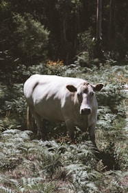 A white cow stands amidst a dense patch of ferns in a wooded area. The surrounding environment is lush and green, with tall trees visible in the background, casting shadows on the forest floor.