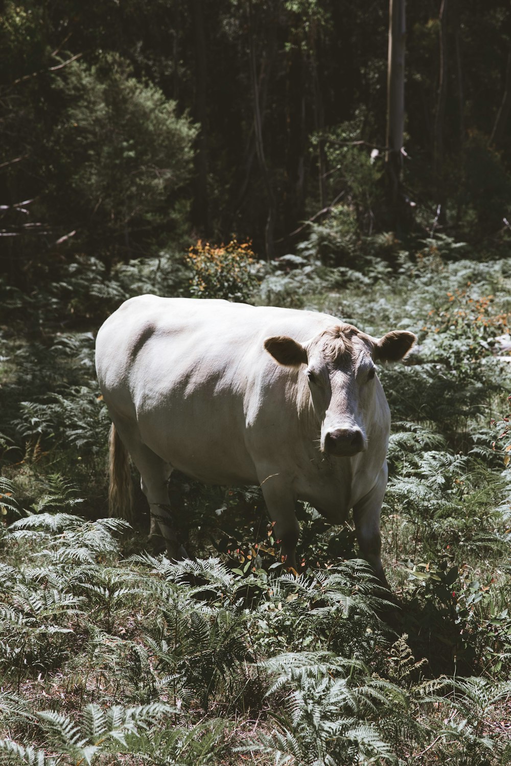 vache blanche sur un champ d’herbe verte