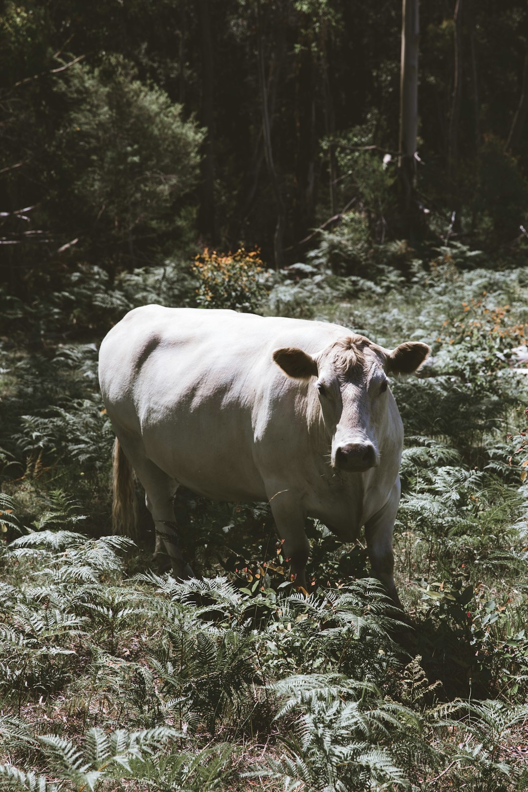 travelers stories about Wildlife in Blue Mountains, Australia