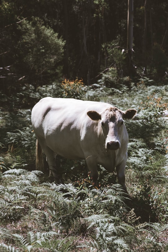 white cow on green grass field in Blue Mountains Australia