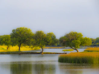 A calm natural landscape with soft green and sandy tones reflecting tranquility and growth