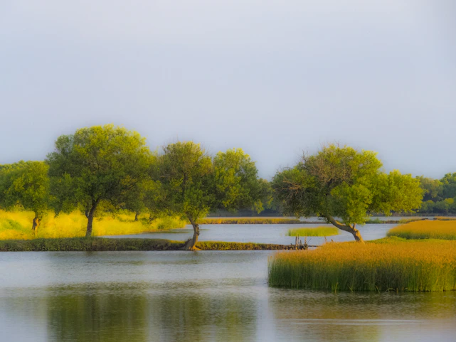 A calm natural landscape with soft green and sandy tones reflecting tranquility and growth