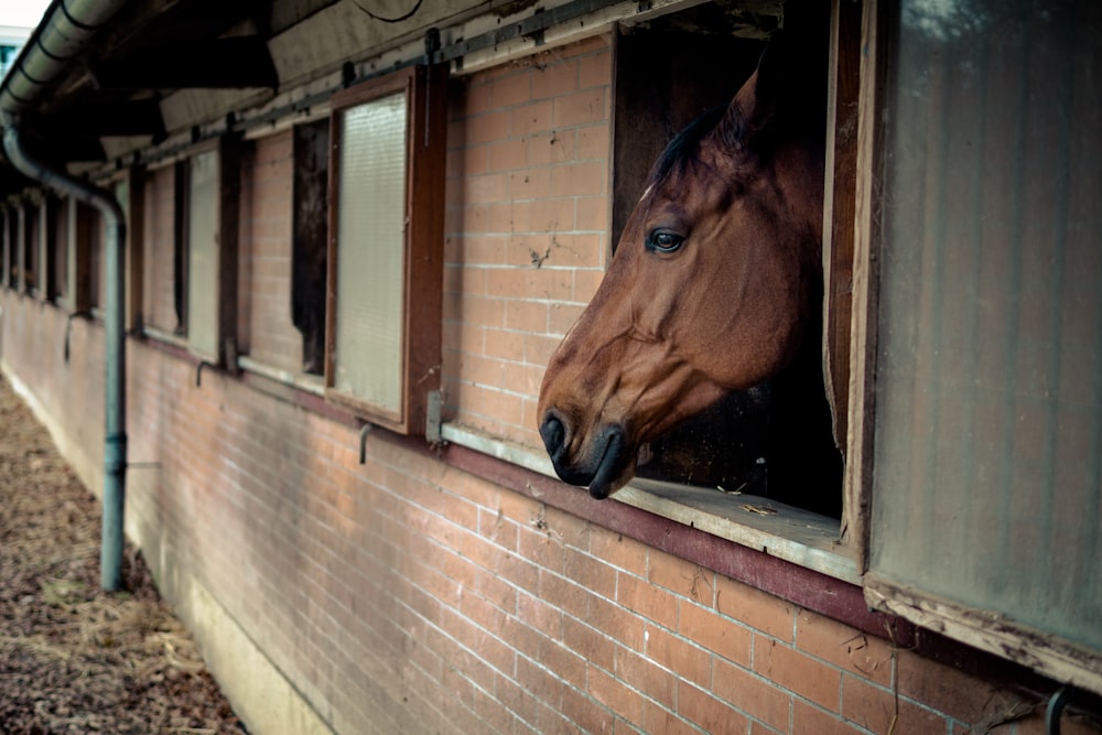 brown horse inside stable