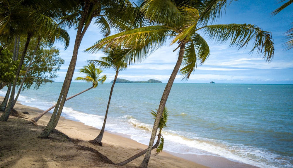 palm tree on seashore during daytime