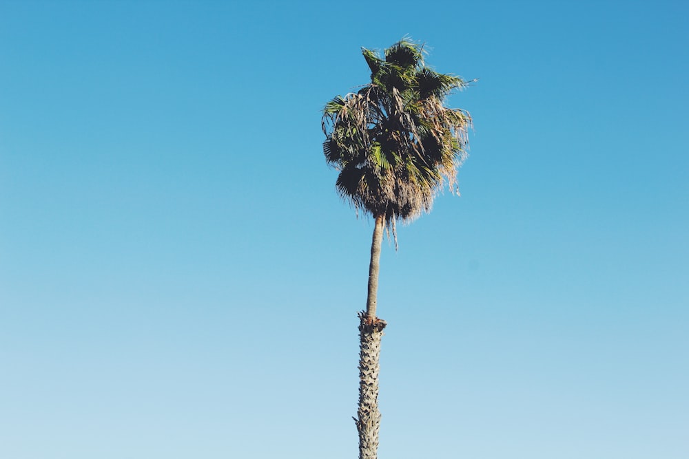 coconut tree under blue sky