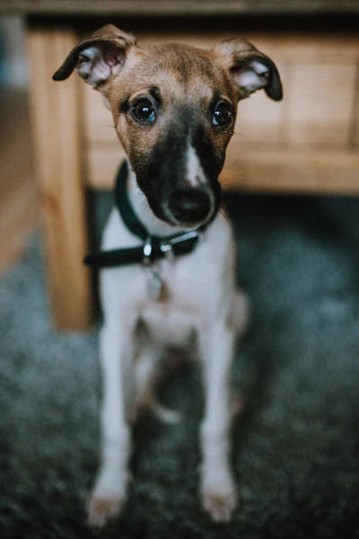 Cortland, a fawn-and-white Whippet puppy with a dark mask, sitting on the rug by the kitchen table