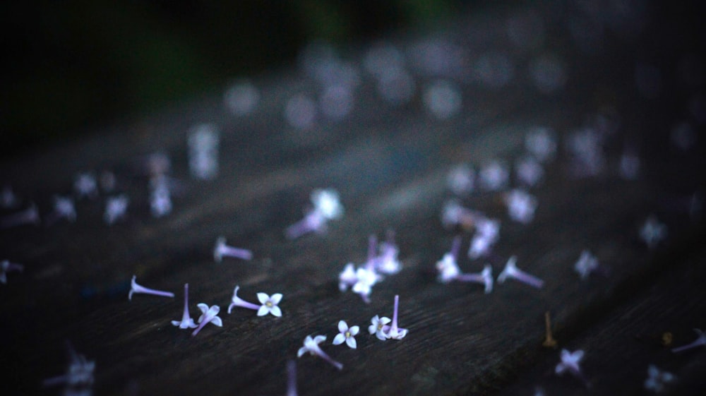 Foto de primer plano de flores blancas en madera