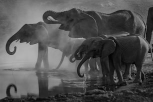 grayscale photo of elephants drinking water