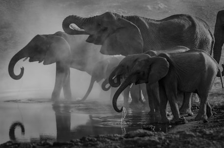 grayscale photo of elephants drinking water