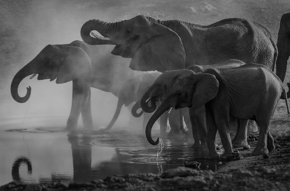 grayscale photo of elephants drinking water