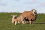 A mother sheep nuzzling her playful lamb under a bright blue sky.