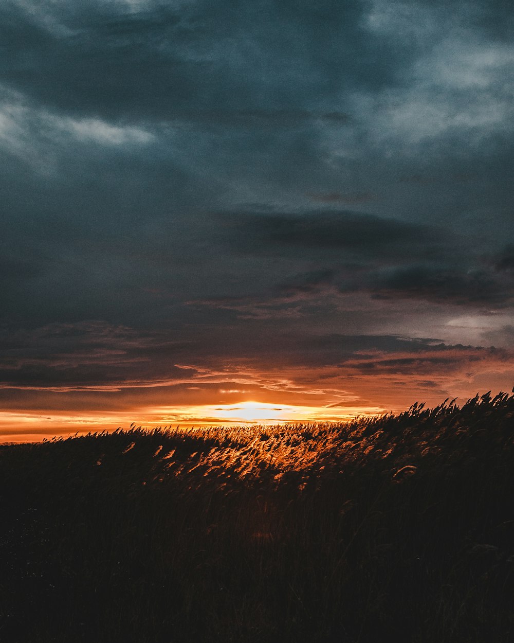 Silhouettenfotografie von Pflanzen bei Sonnenuntergang