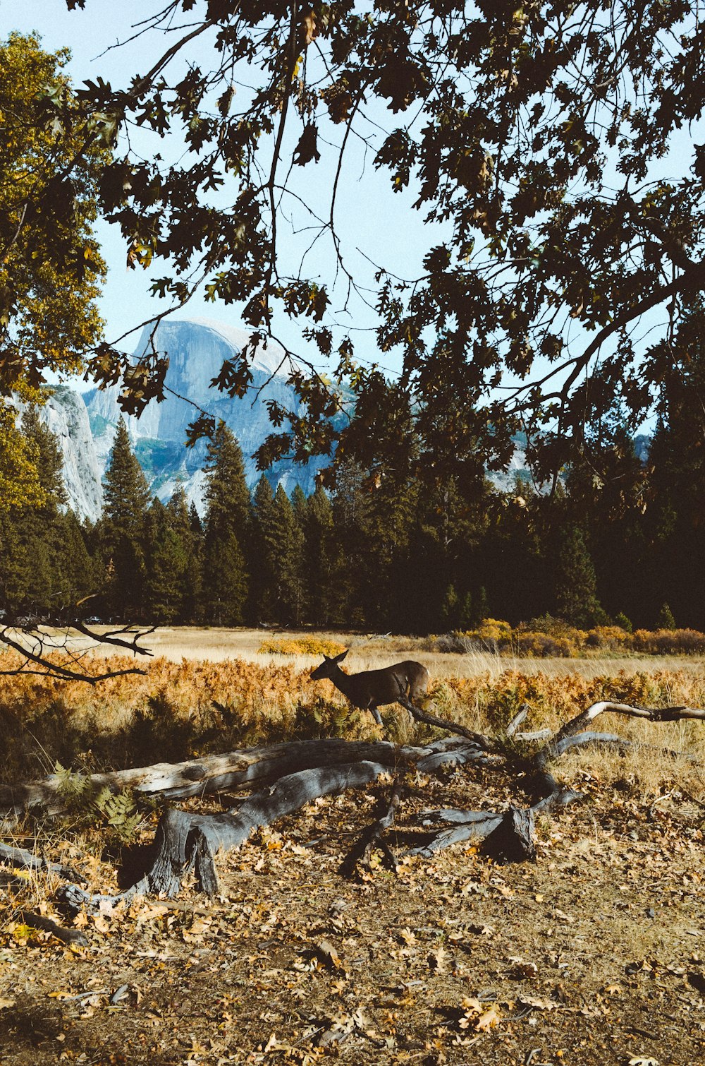 Braunhirsch läuft auf braunem Gras in der Nähe von Bäumen