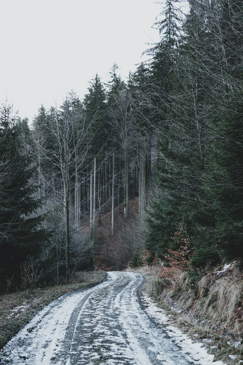 road between trees during daytime