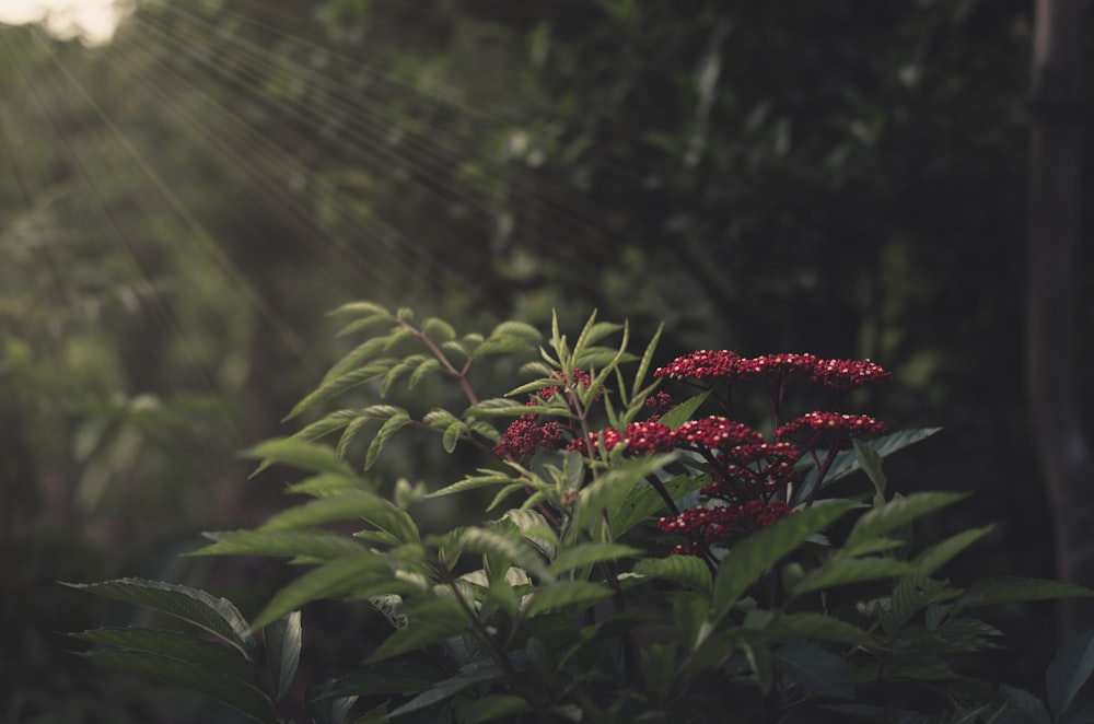 red flower with green leaves